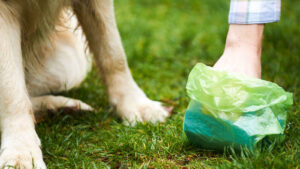 4 Reasons You Need To Pick Up Your Dog’s Poop